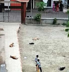 একটি ক্ষুধার্ত কুকুরের আবেদন!