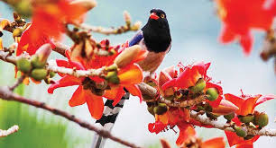 নরসিংদীতেও ফাগুনের 