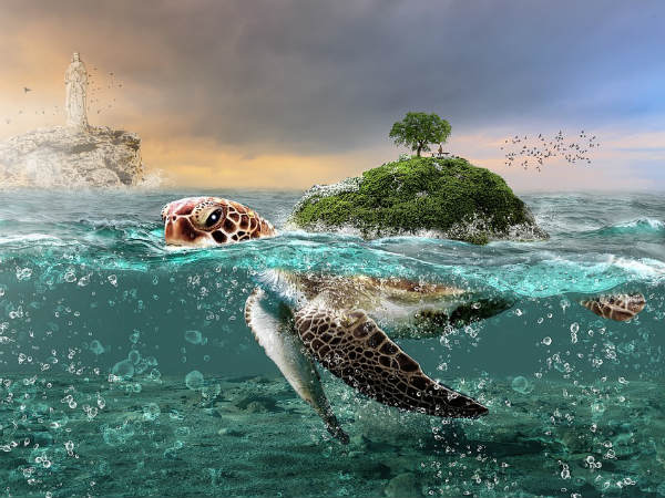 ভেলায় চড়ে উত্তর দিক থেকে এলো দুটি প্রাণী