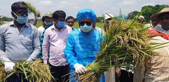 পলাশে এমপি দিলীপ ধান কেঁটে বাড়ি পৌছে দিলেন