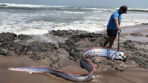 সুনামির বার্তা ‘বহন করা’ ‘রিউগু নো সুকাই’ দেখা  আতঙ্কে জাপানিরা