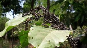 টেকনাফে পঙ্গপাল সদৃশ পোকার আক্রমণ