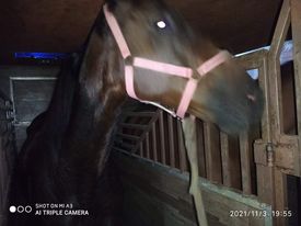 বেনাপোল বন্দর দিয়ে পুলিশের জন্য  ৬ টি  ঘোড়া আমদানি 
