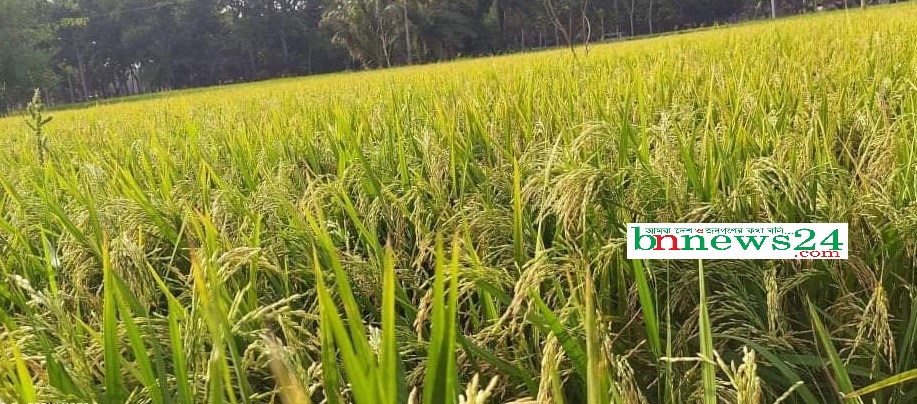 চৌগাছায় আড়াই হাজার হেক্টর জমিতে এবার আউশের চাষ হবে