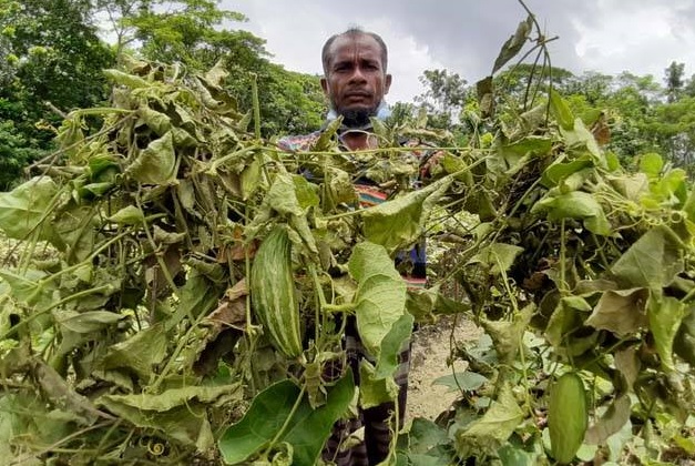 মণিরামপুরের কৃষকের সবজি ক্ষেত কেটে দিয়েছে দুর্বৃত্তরা